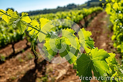 Detail of grapevine leaves against out of focus vineyard Stock Photo