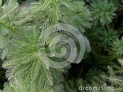 detail grass seen from above Stock Photo