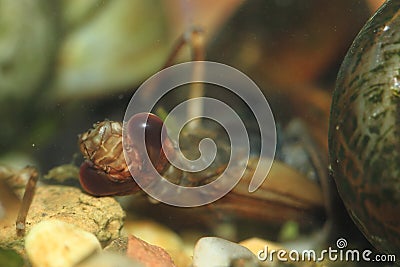 Great pond snail Stock Photo