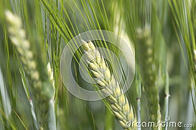 Detail of the green Barley Spike Stock Photo