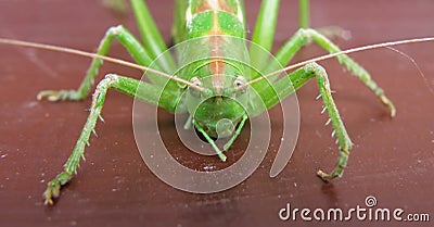 Detail of green cicada Stock Photo