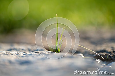 Detail of green grass culm plant in grey stones. Close up of blades grow in between stones and rocks in sunset light Stock Photo
