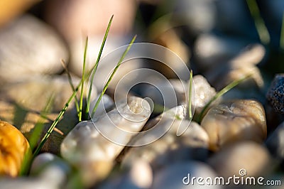 Detail of green grass culm plant in grey stones. Close up of blades grow in between stones and rocks in sunset light Stock Photo