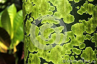 Detail of green spots on tropical tree trunk Stock Photo