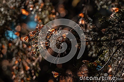 Detail of a group of Monarch Butterflies Danaus plexippus resting on a pine branch and sunbathing Stock Photo