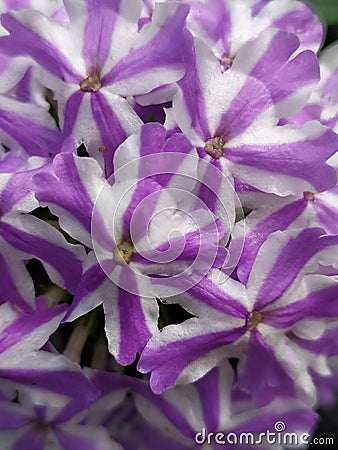 Detail of a group of white Vervain flower with lilac stripes. Detalle de un grupo de flores Verbena blancas con rayas lilas Stock Photo