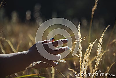 Detail of hands caressing the tall grass at sunset Stock Photo