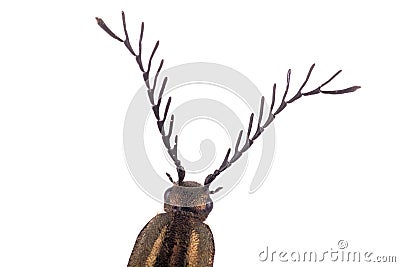 Detail head of brown beetle Stock Photo