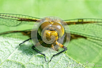 Detail of head of a dragonfly Stock Photo