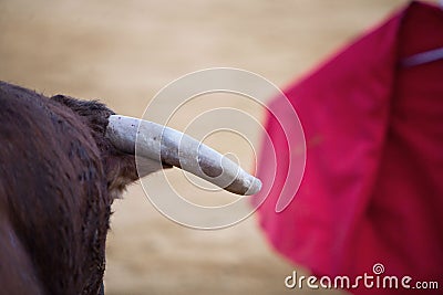 Detail of the head and the horns of a bull Stock Photo