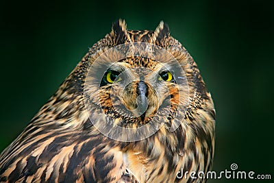 Detail head portrait of owl, fixed eyes. Short-eared Owl, Asio flammeus, sitting on the spruce tree. Bird in the habitat, beautifu Stock Photo