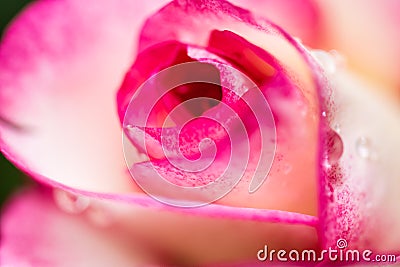 Detail of head of small red rose Stock Photo