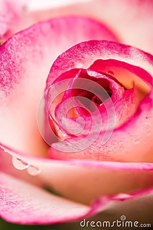 Detail of head of small red rose Stock Photo