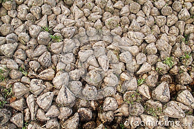 Heap of Sugar beet Stock Photo