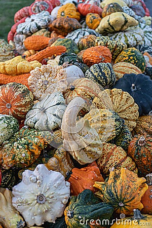 Detail of Heirloom Gourds & Pumpkins Stock Photo