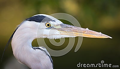 Detail heron grey Stock Photo