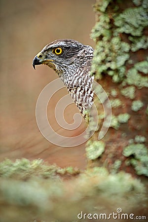 Detail of hidden head portrait, bird of prey Goshawk, sitting on the branch in the fallen larch forest during autumn, hidden Stock Photo