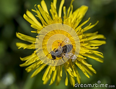 Detail of honey bee on yellow Taraxacum officinale flower Stock Photo