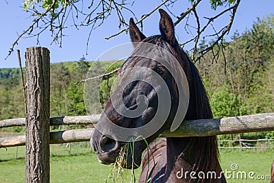 Detail of horse head Stock Photo