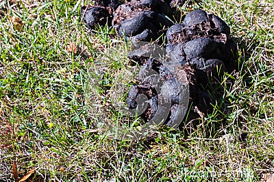 Detail of horse manure drying in sun on grass Stock Photo