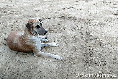 Hungry stray dog wait someone give food on dirty ground Stock Photo