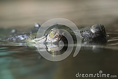 Detail of indian gharial Stock Photo