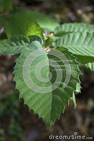 Detail intense green chestnut leaf in forest in Valle del Ambroz vertical Stock Photo