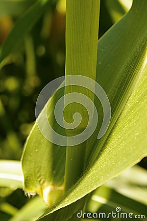 Detail of internodes of a maize plant, corn, stalk. Leaf and node of corn. Stock Photo