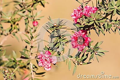 Detail of isolated pink manuka tree flowers Stock Photo