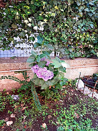 Detail of Italian garden in Rome, a pink hidrangea Stock Photo