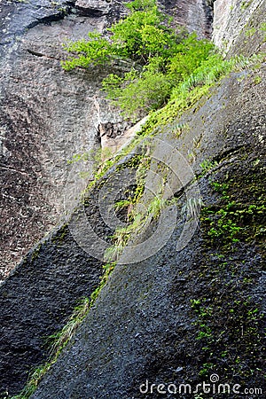 Detail landscape, green plant on dark rock Stock Photo