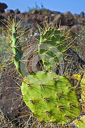 Detail of large cactus Stock Photo