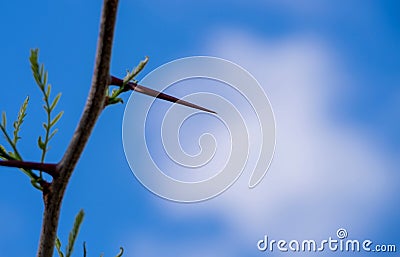 Detail of a large red thorn from a mimosa, Acacia dealbata Stock Photo