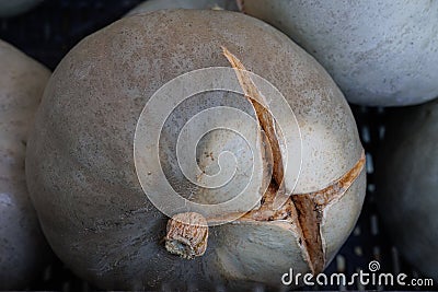 Detail of a Large Slice on an Old Pumpkin, Food Theme Stock Photo