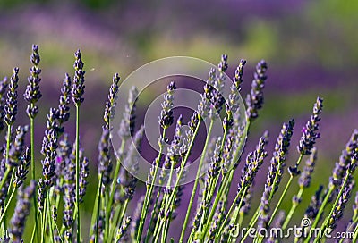 Lavender detail Stock Photo