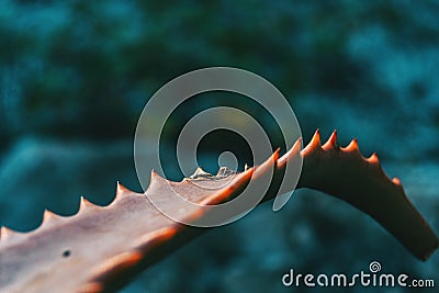 Detail of the leaf of a fleshy plant with serrated edge Stock Photo