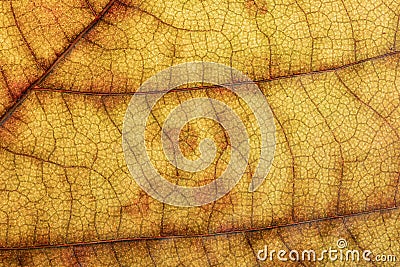 Detail leaf plane-tree with autumn colors Stock Photo
