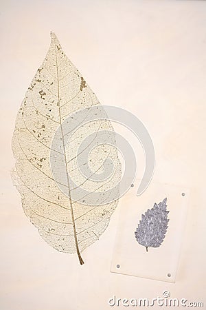 Detail of a Leaf Skeleton Stock Photo