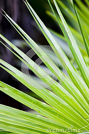 detail of leave, Everglades National Park, Florida, USA Stock Photo