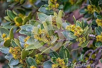 Rhamnus alaternus or aladierno Stock Photo