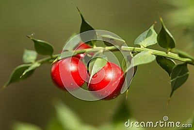 Detail of leaves and fruits of butcher`s broom Stock Photo