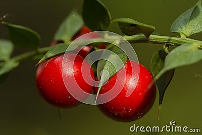 Detail of leaves and fruits of butcher`s broom Stock Photo