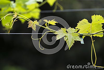 Detail of the leaves a tendrils of a vineyard Stock Photo