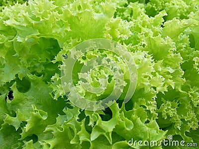 Detail of Lollo Verde Lettuce - green curly lettuce Stock Photo