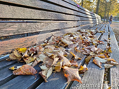 Detail of long outdoor park bench with autumn leaves on it Stock Photo