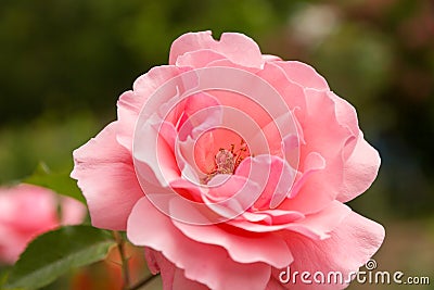 Detail macro of pink rose Stock Photo