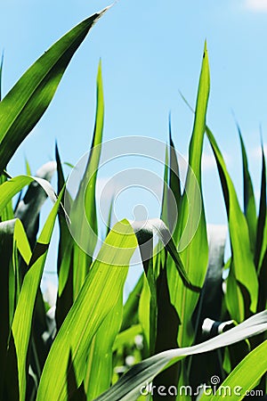 Detail of the Maize Stalk Stock Photo