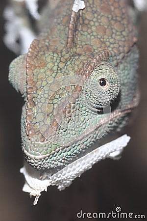 Malagasy giant chameleon Stock Photo