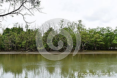 Mangrove forest beside sea near fisherman village Stock Photo