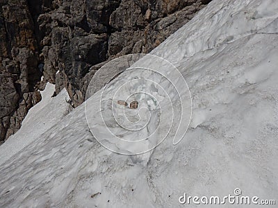 Detail of a melting snow in a crevasse Stock Photo